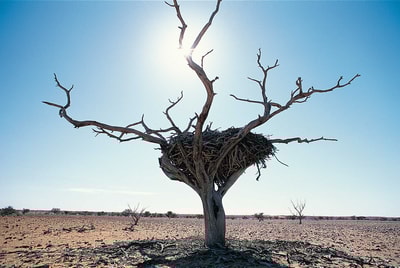 Wedge-tailed eagle nest.