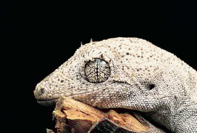 Gecko.