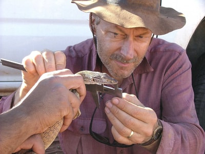 Prof Chris Dickman (Sydney Uni) measures goanna.