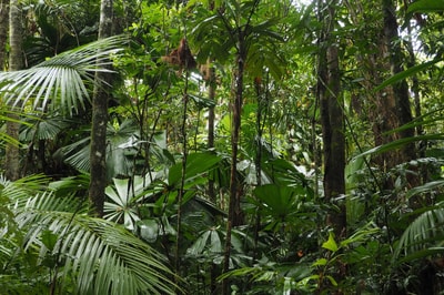 Fan Palm canopy.