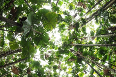 Fan Palm canopy.