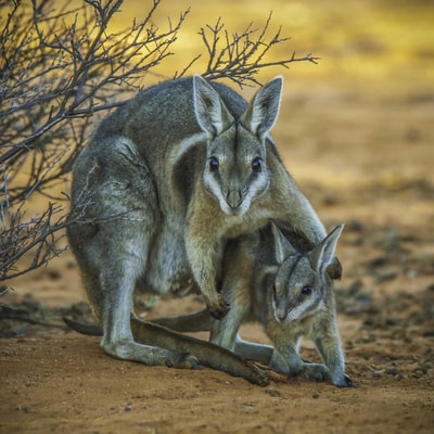 Nail-tail Wallaby (Flashjack) with joey.