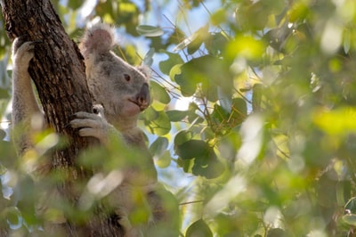 Koala in tree.