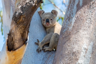 Koala sitting in fork of large eucalypt tree.