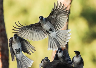 A group of Noisy Friarbirds.