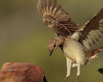 Spotted Bowerbird at a birdbath on Goonderoo Reserve.