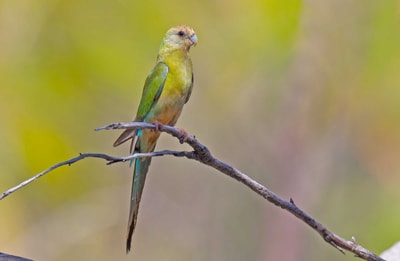 A young Golden-shouldered Parrot.