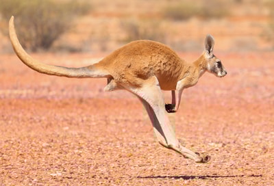 A Red Kangaroo hopping.