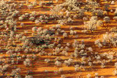 Gidgee Trees.