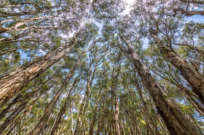 Paperbark forest. Photo by Annette Ruzicka.