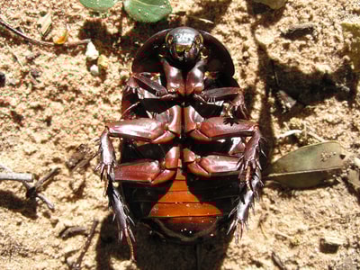 Underside of a Giant Burrowing Cockroach.
