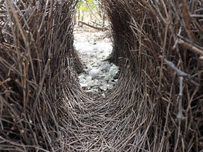 Bower at Yourka Reserve.