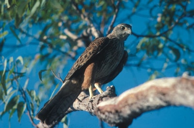 Red Goshawk.