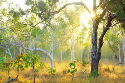 A Poplar gum and a White gum on Yourka reserve. Photo Wayne Lawler