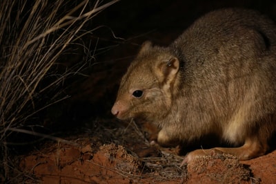 Burrowin Bettong on the Arid Recovery Reserve SA. Photo Rebecca Spindler