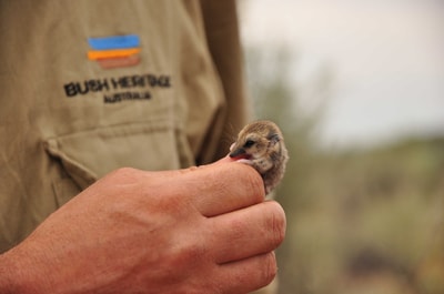 A dunnart in hand at Bon Bon Reserve, SA.