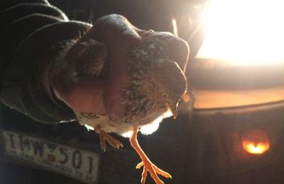 Plains-wanderer in hand.