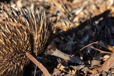 Echidna.