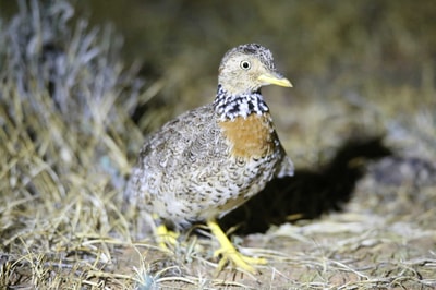 A female Plains-wanderer with white-spotted black collar around the neck and reddish brown chest.