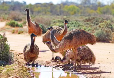 Emus drink from a puddle at Boolcoomatta. Photo Sandy Horne.