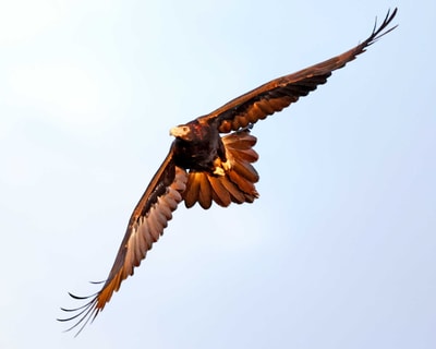 Wedge-tailed Eagle in flight.