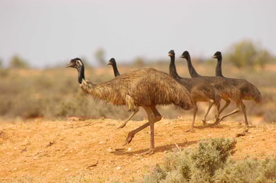 An Emu father with chicks.