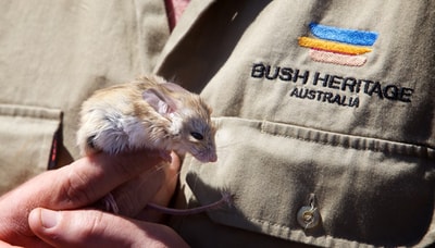 A Dusky Hopping Mouse is held by a Bush Heritage ecologist.