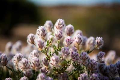 Barker's Mulla Mulla.