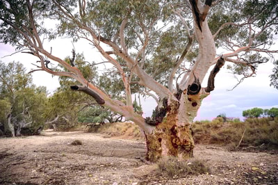 A mature Eucalyptus camaldulensis on Evelyn Downs Reserve, Antakirinja Matu-Yankunytjatjara and Yankunytjatjara Country, SA. By Anne Leitch