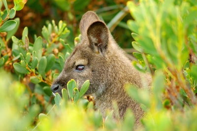 Bennett's wallaby.