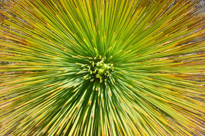Grass tree. Photo Wayne Lawler.