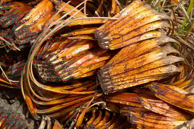 Grass tree dieback. Photo Wayne Lawler.