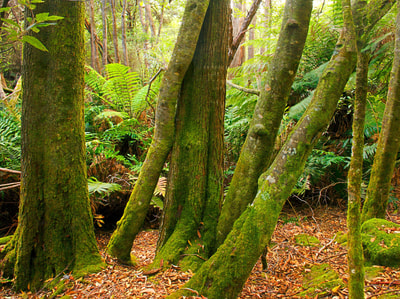 Moss, Swamp Gum, messmate in Liffey Valley. Photo Wayne Lawler