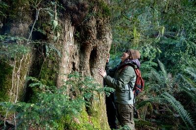 Tiahni Adamson marvels at a huge eucalypt tree in the Liffey Valley, Tasmania.