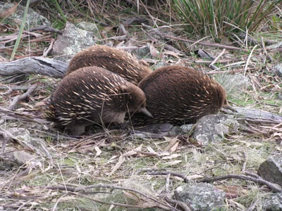 A group of echidnas in the Tasmanian midlands.