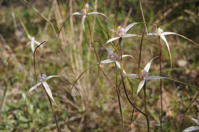 Stuart Mill Spider Orchids on JC Griffin Reserve.