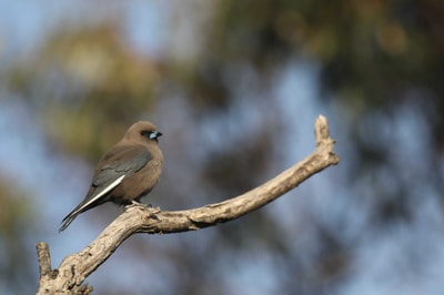 Dusky Woodswallow.