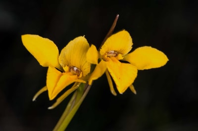 Northern Golden Moth Orchid.