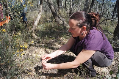 Julie Radford hand pollinating orchids.