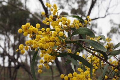 Golden Wattle Acacia pycnantha.