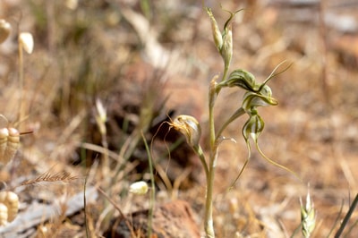 Robust Greenhood orchid.