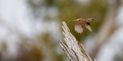 Rufous Songlark in flight.