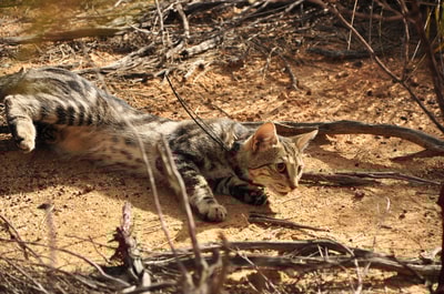 Feral cat fitted with a tracking collar to monitor its movements.
