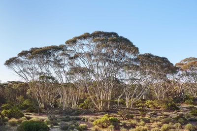 Salmon Gum at Charles Darwin Reserve.