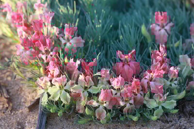 Wreath flower at Eurardy WA. Photo Gerard O'Neill
