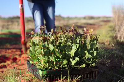 Tray full of seedlings for planting.