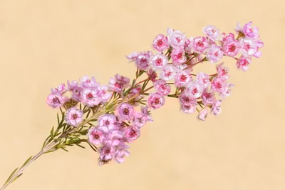 Painter Featherflower.