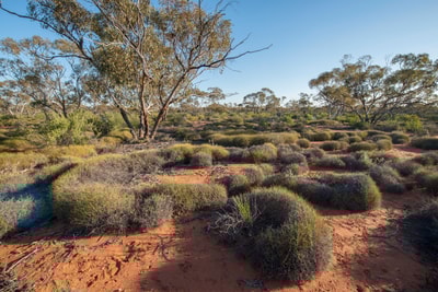 Mallee with spinifex at Hamelin Station. Photo Marie Lochman