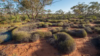 Mallee with spinifex at Hamelin Station.