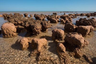 Stromatolites.